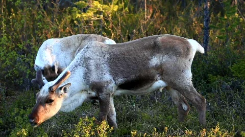 MVI 6830 Stock Footage 740206