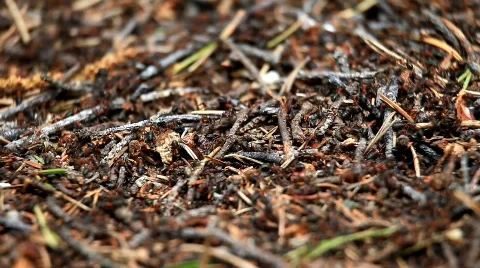 MVI 6863 Stock Footage 740316