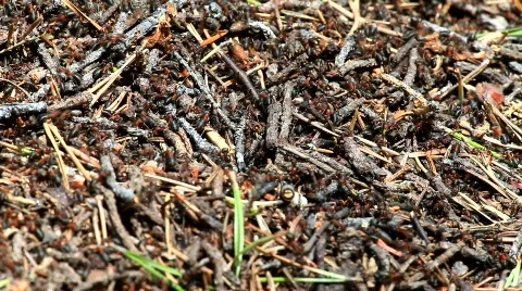 MVI 6864 Stock Footage 740327