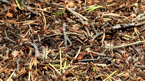 MVI 6865 Stock Footage 740330