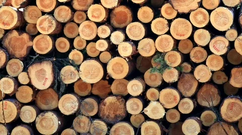 MVI 6889 Stock Footage 750819