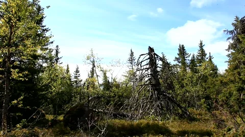 MVI 6949 Stock Footage 750835