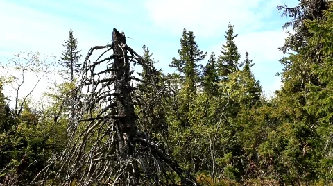 MVI 6950 Stock Footage 750853