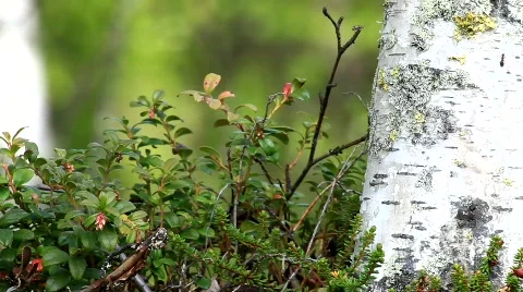 MVI 6977 Stock Footage 750867