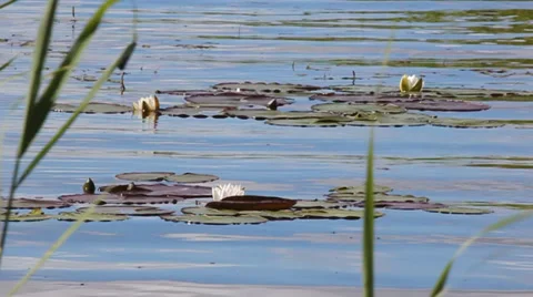 MVI 7 Stock Footage 33930449