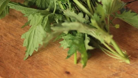 MVI 7046 Stock Footage 7727948