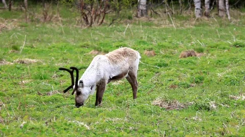 MVI 7120 Stock Footage 740410