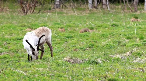 MVI 7121 Stock Footage 740416