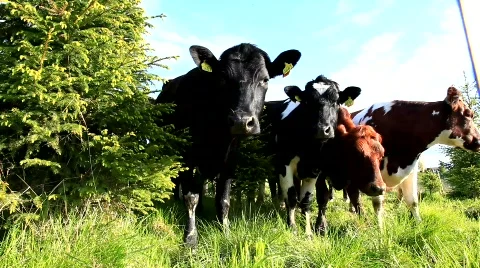 MVI 7220 Stock Footage 740437