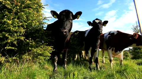 MVI 7221 Video stock 740444