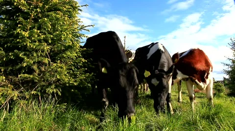 MVI 7222 Stock Footage 740463