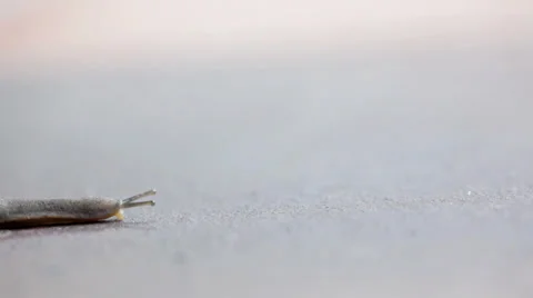 MVI 7291 Video stock 33304014