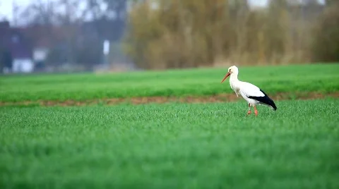 MVI 7462 Stock Footage 687413