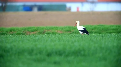 MVI 7465 Stock Footage 687397