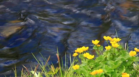 MVI 7677 Stock Footage 742584