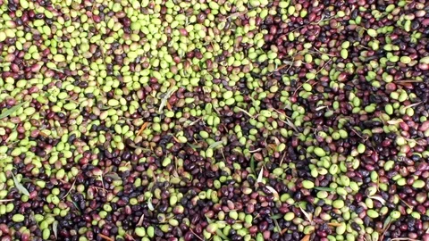 MVI 7724 Stock Footage 121737568