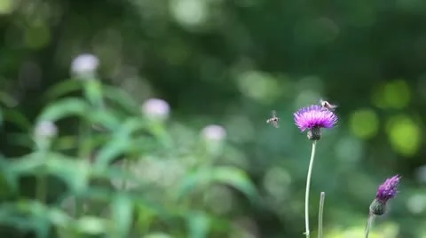 MVI 7784 Stock Footage 11613212