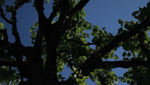 MVI 7792 Stock Footage 7750431