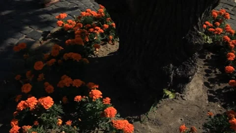 MVI 7793 Stock Footage 7750381