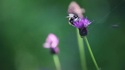 MVI 7799 Stock Footage 11672096