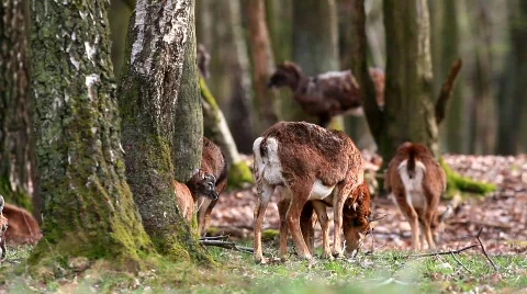 MVI 7804 Stock Footage 687137