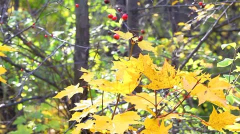 MVI 7814 Stock Footage 8919404