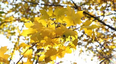 MVI 7815 Stock Footage 8919403