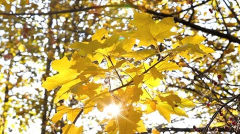 MVI 7816 Video stock 8830978