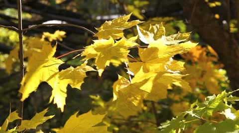 MVI 7818 Video stock 8919373