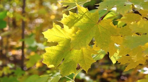 MVI 7819 Stock Footage 8830933