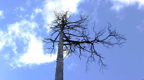 MVI 7820 Stock Footage 8830916