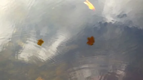 MVI 7823 Video stock 8830900