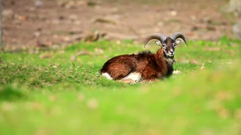 MVI 7828 Stock Footage 687125