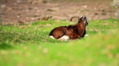 MVI 7829 Stock Footage 687113