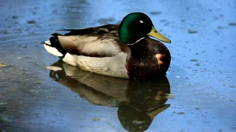 MVI 8029-1 Stock Footage 699489