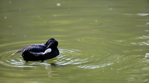 MVI 8037-1 Stock Footage 699474