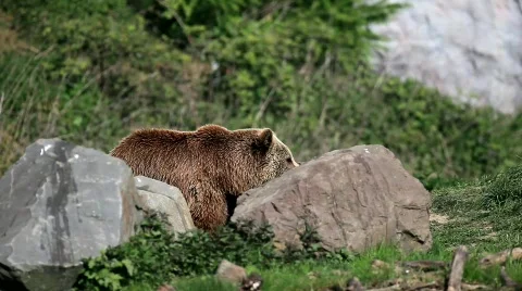 MVI 8049 Stock Footage 707100