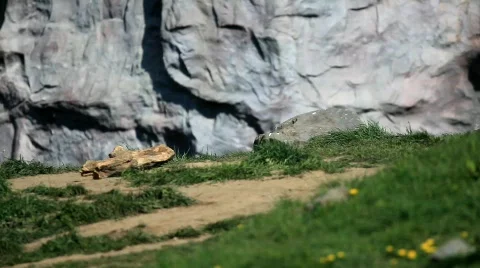 MVI 8050 Stock Footage 707105