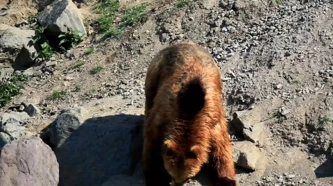 MVI 8055 Stock Footage 707119