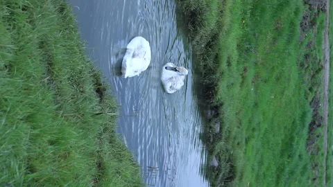 MVI 8058 two beautiful swans in the wild looking for food underwater 動画素材 239071641