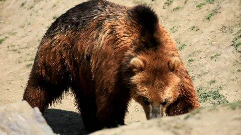 MVI 8061 Stock Footage 707123