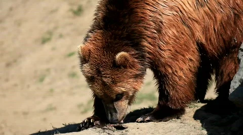 MVI 8066 Video stock 707126