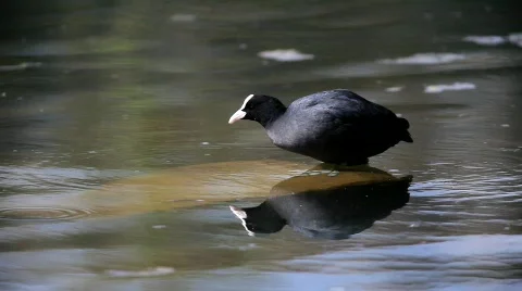 MVI 8111-1 Stock Footage 707205