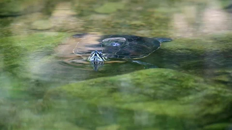 MVI 8121-1 Stock Footage 701201