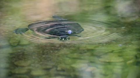 MVI 8122-1 Stock Footage 701210