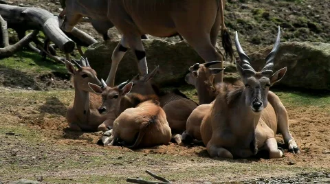 MVI 8235-1 Stock Footage 701903