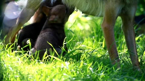 MVI 8237 Stock Footage 744653