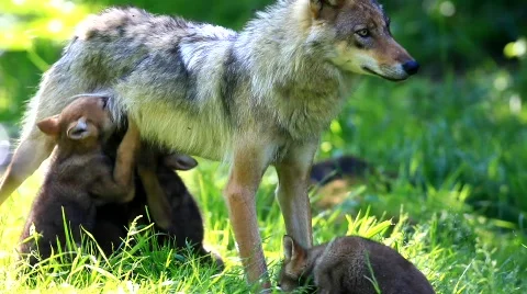 MVI 8249 Video stock 744688