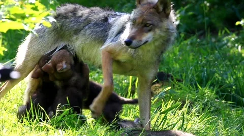 MVI 8250 Stock Footage 748209