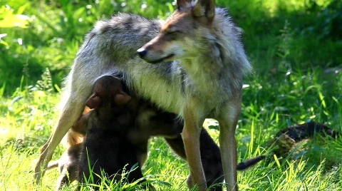 MVI 8251 Stock Footage 748242